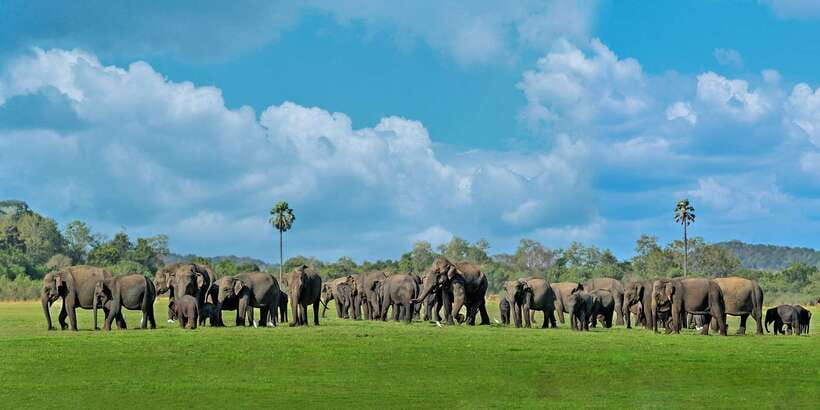 Minneriya: Minneriya National Park Private Safari - Why Minneriya is famous for elephants