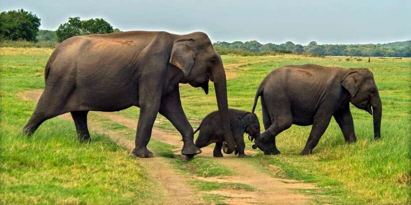 Minneriya: Minneriya National Park Private Safari - Finding elephants without crowding them