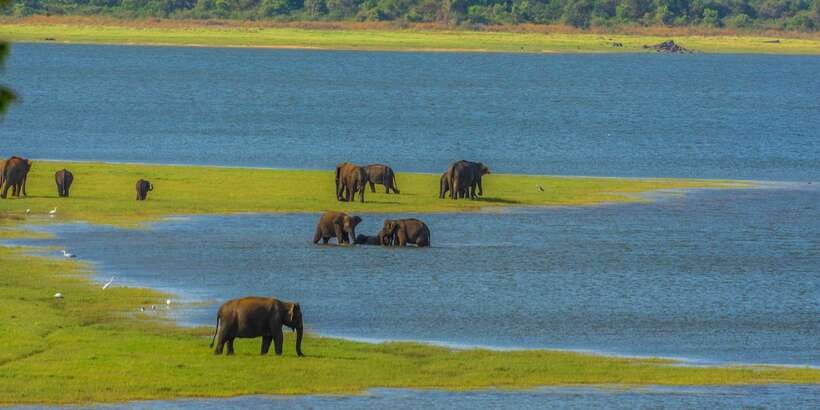 Minneriya: Minneriya National Park Private Safari - Birds and other animals to watch for