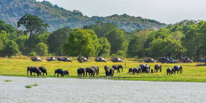 Minneriya: Minneriya National Park Private Safari - The best season and the park-switch question