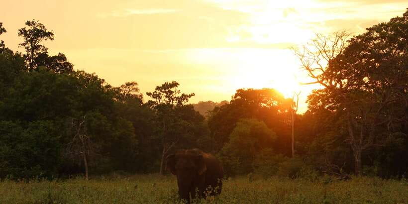 Minneriya: Minneriya National Park Private Safari - Timing, comfort, and practical details