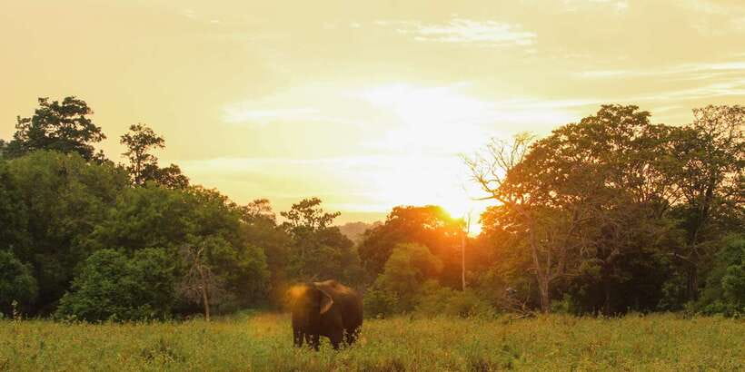 Minneriya: Minneriya National Park Private Safari - Who will enjoy this safari most?