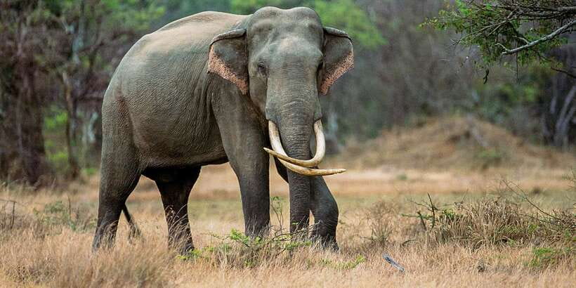 Minneriya: Minneriya National Park Private Safari - What the three-hour jeep ride is like