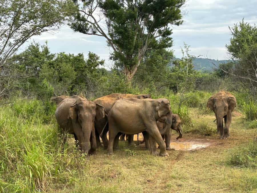 Minneriya National Park 4x4 jeep Safari Include Entrance Fee - Who will enjoy this safari most