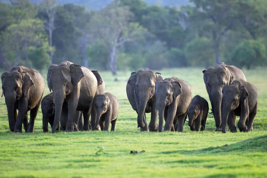 Minneriya National Park 4x4 jeep Safari Include Entrance Fee - Why Minneriya is famous for elephants