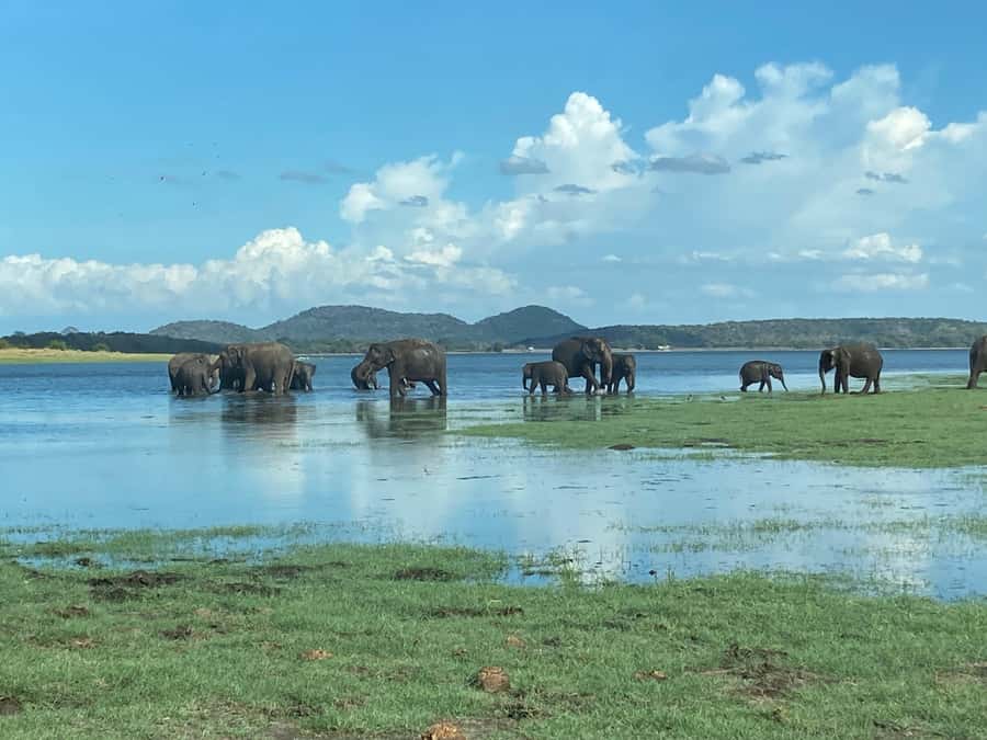 Minneriya National Park 4x4 jeep Safari Include Entrance Fee - At the entrance: tickets and your game driver