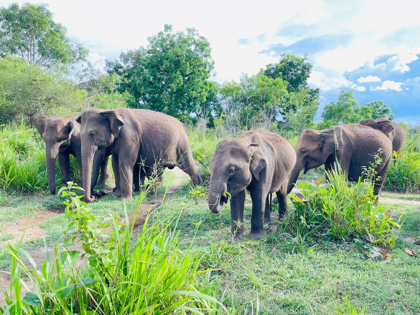 Minneriya National Park 4x4 jeep Safari Include Entrance Fee - Three hours through grassland, wetland, and forest
