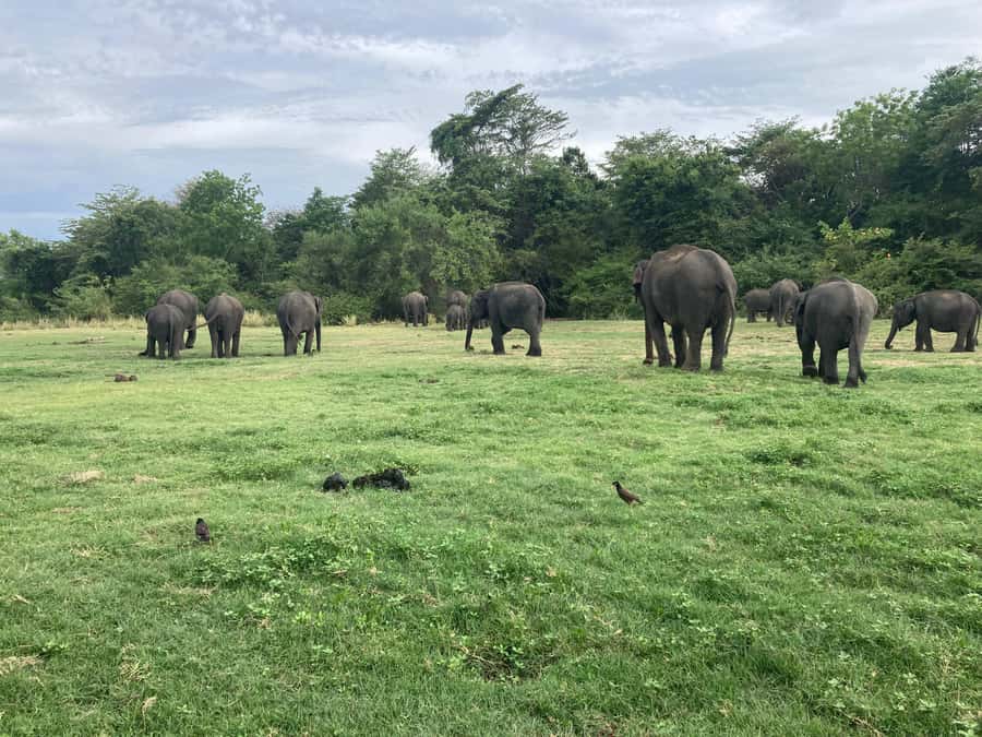 Minneriya National Park 4x4 jeep Safari Include Entrance Fee - Elephants, deer, monkeys, crocodiles, and birds