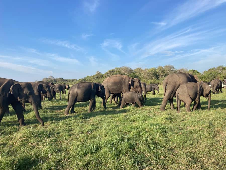 Minneriya National Park 4x4 jeep Safari Include Entrance Fee - The private jeep and the value of $120