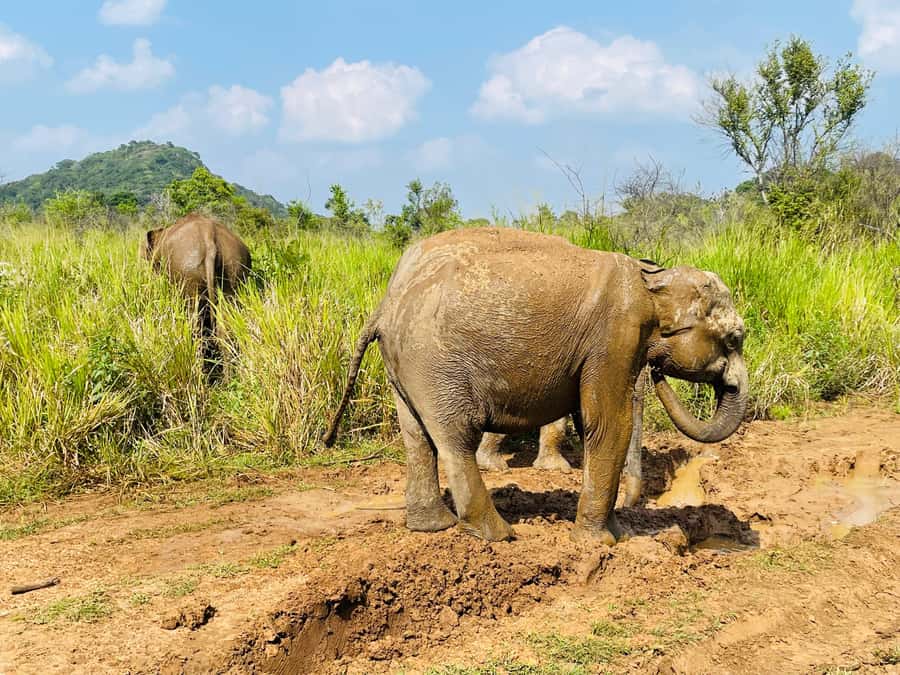 Minneriya National Park 4x4 jeep Safari Include Entrance Fee - Minneriya or Kaudulla when conditions change