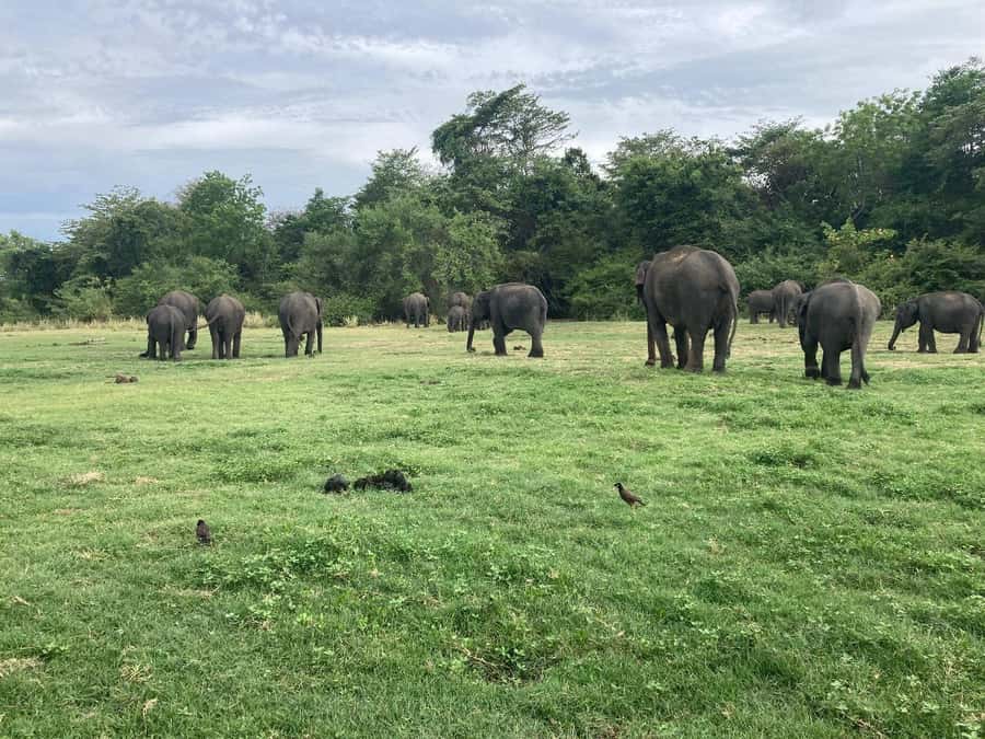 Minneriya National Park 4x4 jeep Safari Include Entrance Fee - Driving standards and wildlife watching