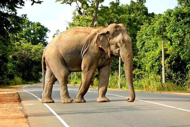 Minneriya National Park Elephant Safari - Key Points Before You Book
