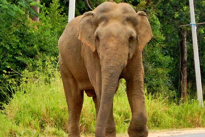 Minneriya National Park Elephant Safari - What Your Four Hours Look Like