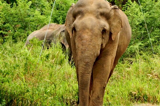 Minneriya National Park Elephant Safari - Beyond Elephants: Crocodiles and Birds