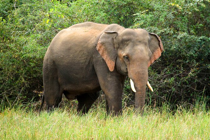 Minneriya National Park Elephant Safari - A Private Group Makes the Price More Attractive