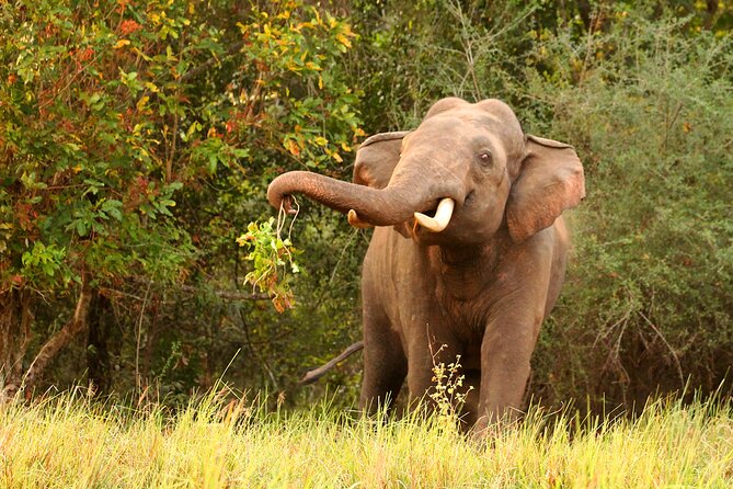 Minneriya National Park Elephant Safari - The Guide and Driver Matter More Than Luxury