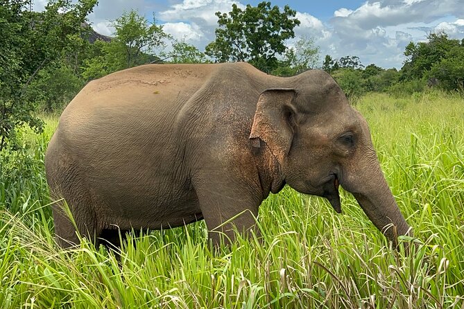 Minneriya National Park Elephant Safari from Sigiriya - Why Minneriya is a strong choice from Sigiriya