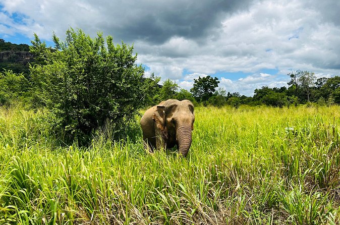 Minneriya National Park Elephant Safari from Sigiriya - What the $35 price really covers