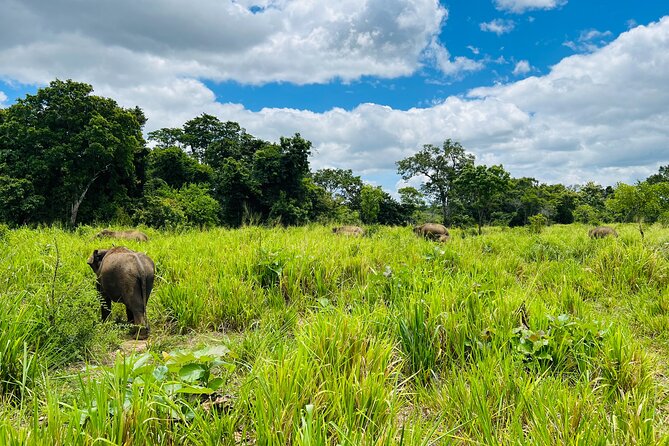 Minneriya National Park Elephant Safari Tour - Why Minneriya is the main event