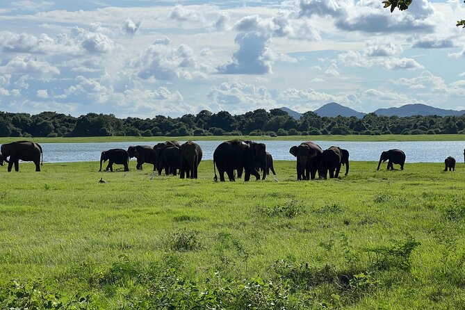 Minneriya National Park Elephant Safari Tour - What the $45 price really covers
