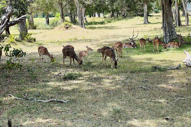 Minneriya National Park Elephant Safari Tour - Comfort, fitness, and useful planning