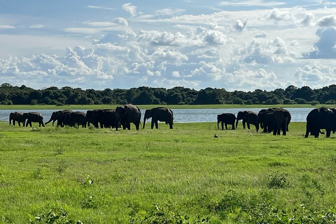 Minneriya National Park Elephant Safari Tour - How the tour compares with a basic wildlife outing