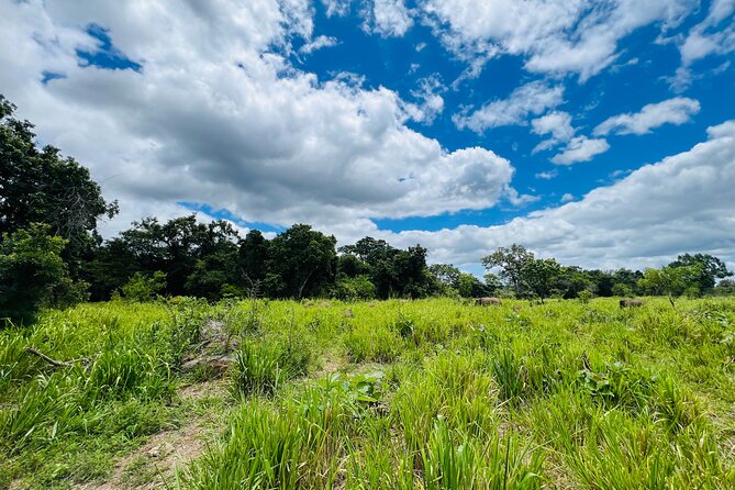 Minneriya National Park Elephant Safari Tour - The private jeep makes the four hours count