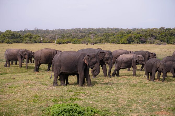 Minneriya National Park Half Day Elephant Safari - Why Minneriya is famous for elephants