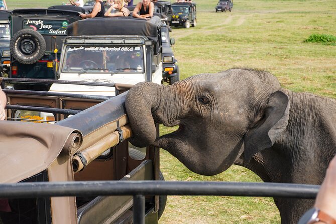Minneriya National Park Half Day Elephant Safari - The elephant sightings you may remember