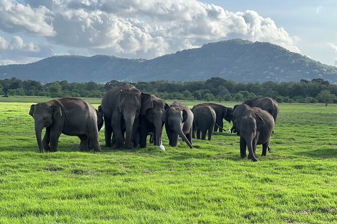 Minneriya National Park halfday Safari - Quick points before you book