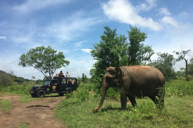 Minneriya National Park halfday Safari - The crowd problem, and how your driver can help