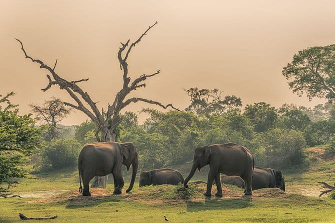 Minneriya National Park | Private Safari - Why Minneriya is famous for elephants