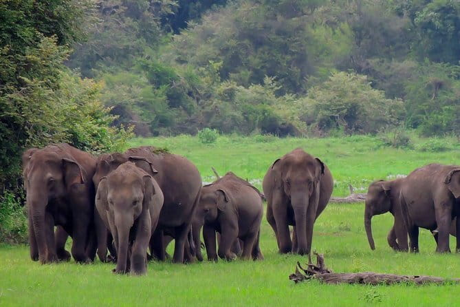 Minneriya National Park | Private Safari - Who will like this safari most