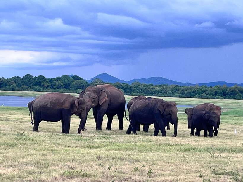 Minneriya National Park : Private Safari - Who should book this safari?