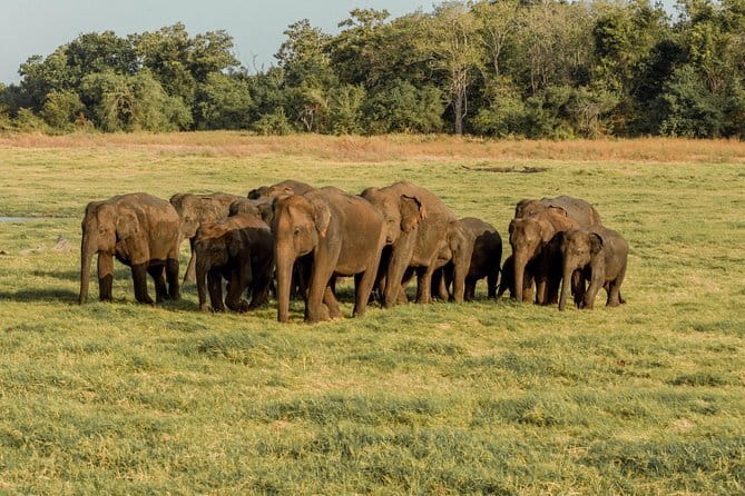 Minneriya National Park : Private Safari - The 2:30 pm evening safari