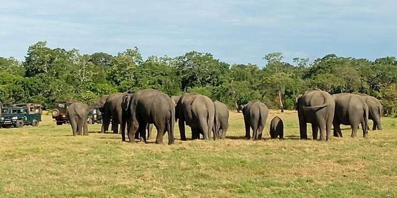Minneriya National Park Safari - Entrance Fee Included - Why Minneriya is famous for elephants