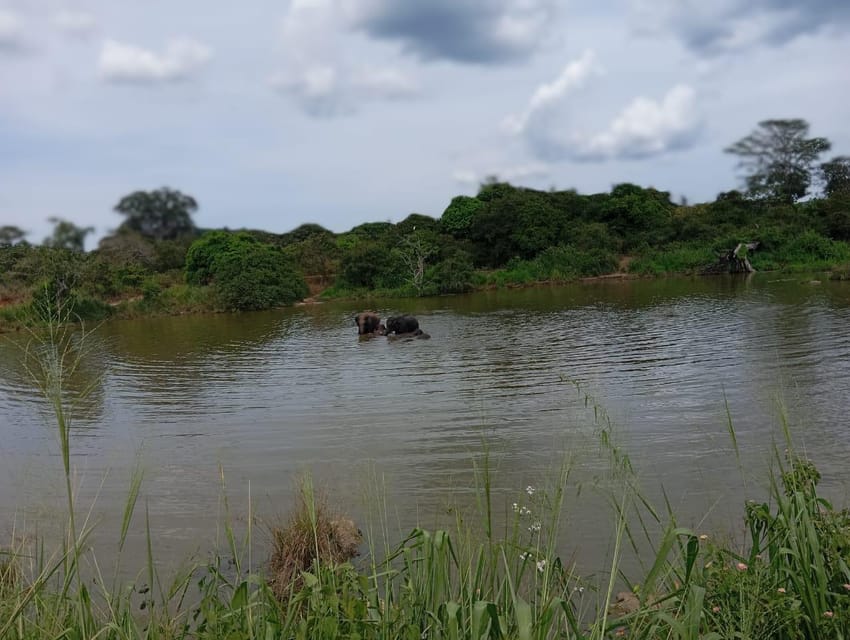 Minneriya National Park Safari - Entrance Fee Included - The elephant gathering near Minneriya Tank