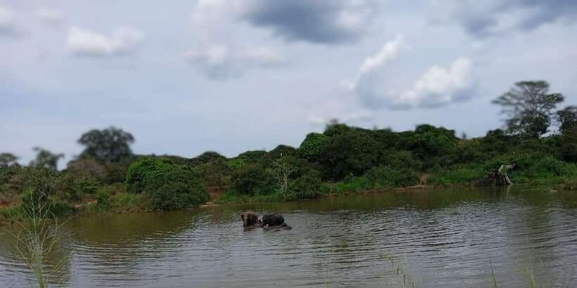 Minneriya National Park Safari - Entrance Fee Included - Beyond elephants: deer, leopards, and birds