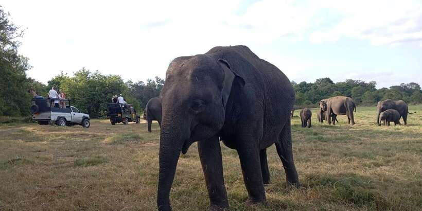 Minneriya National Park Safari - Entrance Fee Included - A realistic four-hour schedule