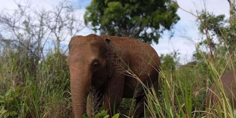 Minneriya National Park Safari - Entrance Fee Included - What the $110 price includes