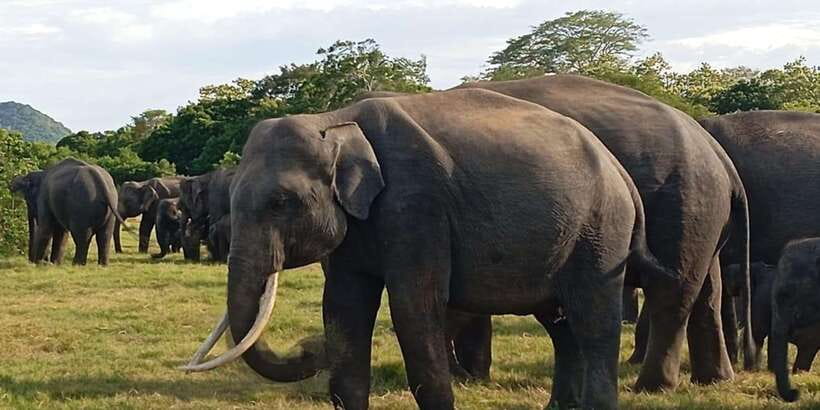 Minneriya National Park Safari - Entrance Fee Included - Comfort, access, and what to pack