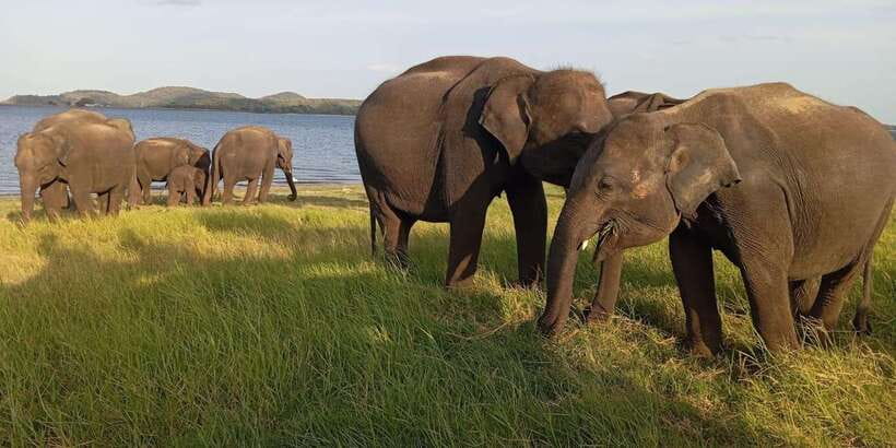 Minneriya National Park Safari - Entrance Fee Included - Pickup from Sigiriya, Habarana, or Dambulla