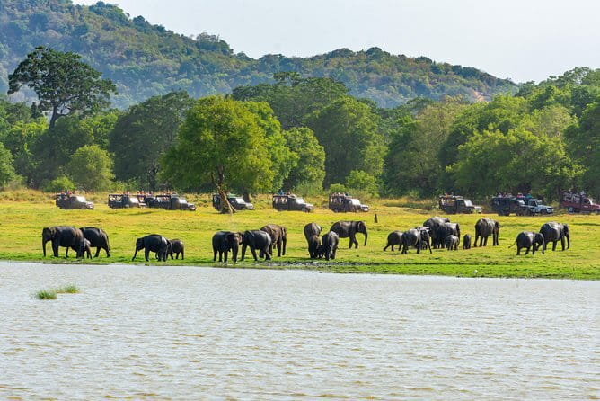 Minneriya National Park Safari from Habarana - Why Minneriya Works So Well From Habarana