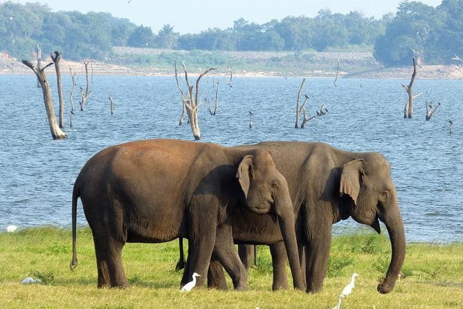 Minneriya National Park Safari from Habarana - Morning, Afternoon, or Full-Day Safari?