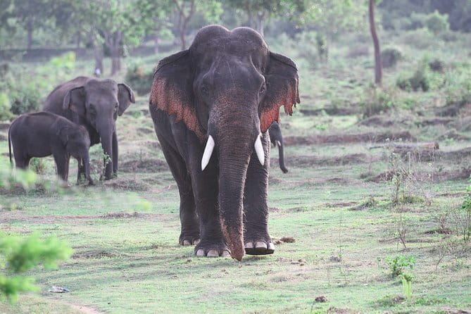 Minneriya National Park Safari from Habarana - What You May See Inside Minneriya