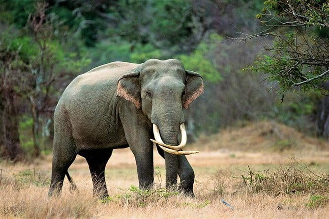 Minneriya National Park Safari from Habarana - The Private Jeep and Guide Service