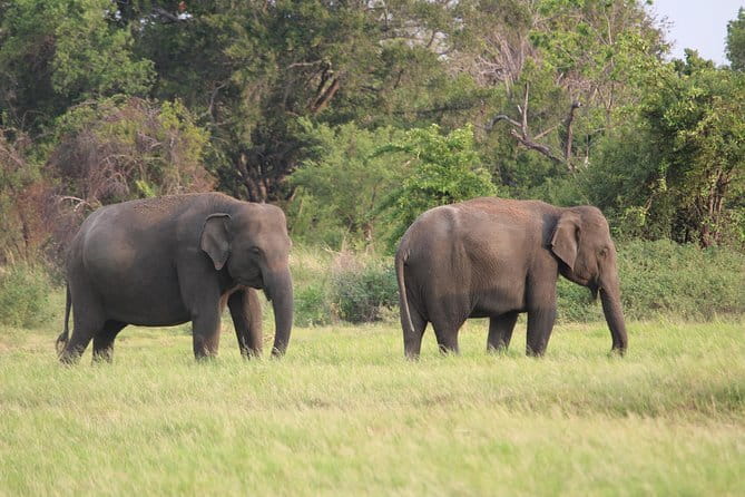Minneriya National Park Safari from Habarana - What to Bring and What to Confirm