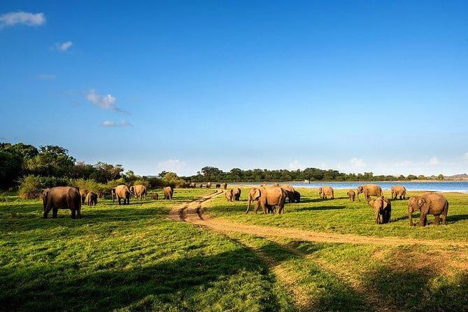 Minneriya National Park Safari from Habarana - The 2:00 pm Departure and Park Entry
