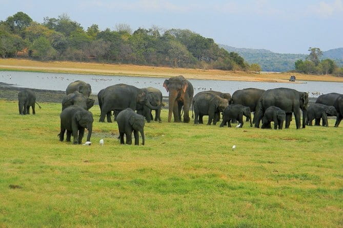 Minneriya National Park Safari | Jeep with Tickets - Key points before you book