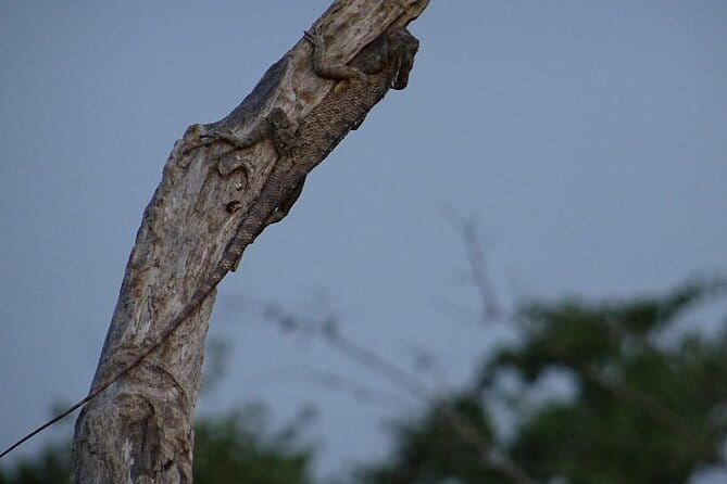 Minneriya National Park Safari | Jeep with Tickets - The 2:30 pm start and what it means